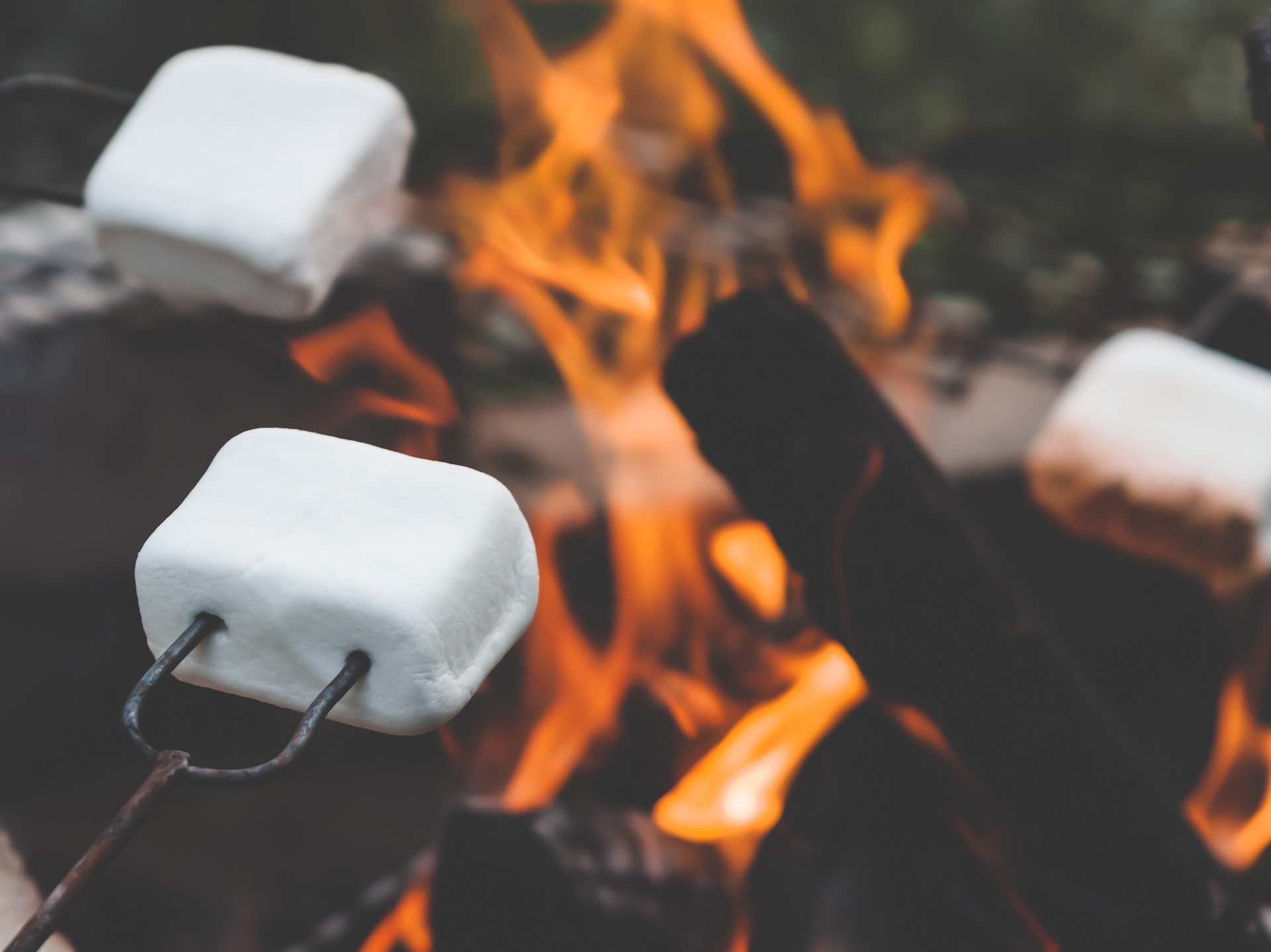 marshmallows roasting over campfire