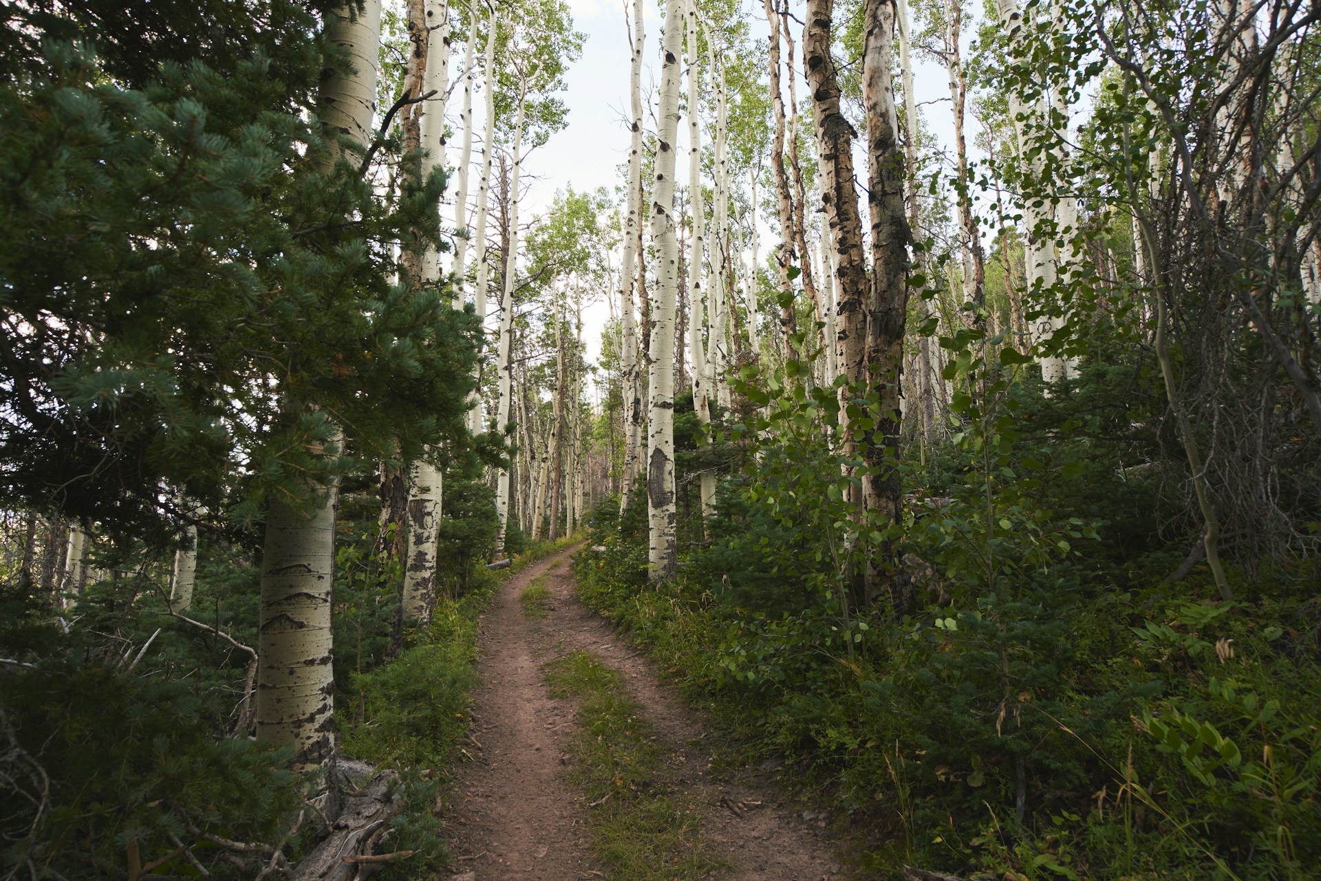 Hiking trail in Colorado